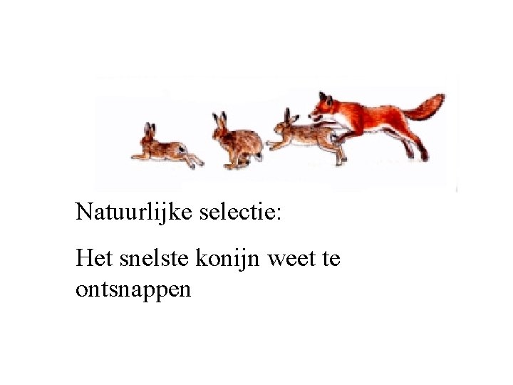 Natuurlijke selectie: Het snelste konijn weet te ontsnappen Natuurlijke selectie: Het snelste konijn weet te ontsnappen