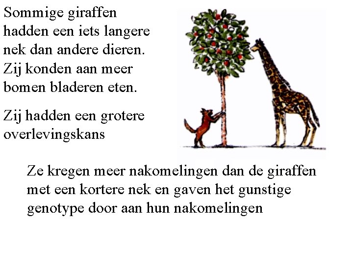 Sommige giraffen hadden een iets langere nek dan andere dieren. Zij konden aan meer Sommige giraffen hadden een iets langere nek dan andere dieren. Zij konden aan meer