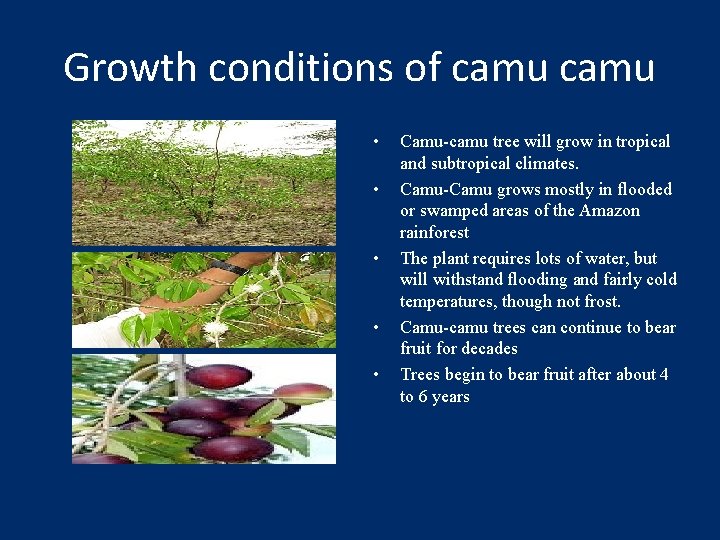 Growth conditions of camu • • • Camu-camu tree will grow in tropical and