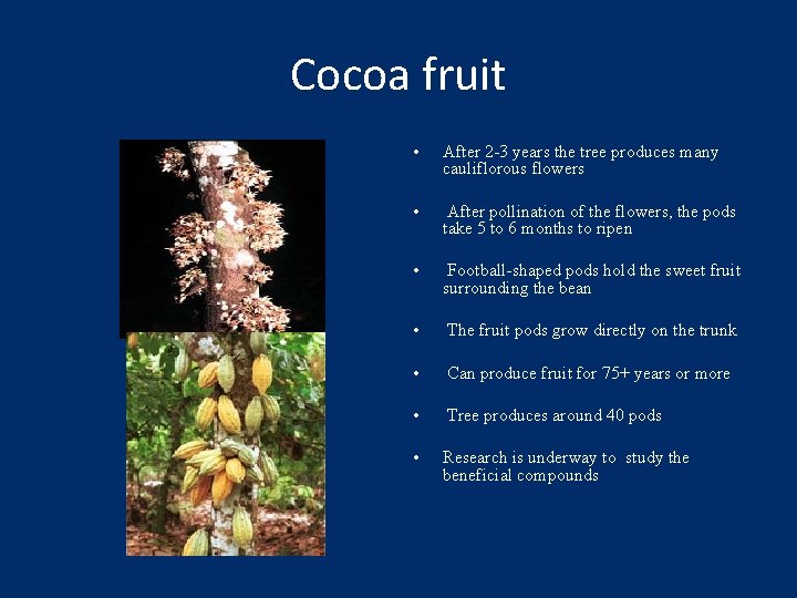 Cocoa fruit • After 2 -3 years the tree produces many cauliflorous flowers •