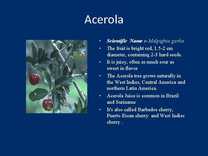 Acerola • • • Scientific Name : - Malpighia garba The fruit is bright