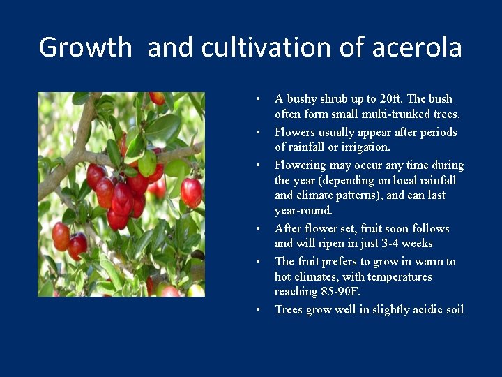 Growth and cultivation of acerola • • • A bushy shrub up to 20