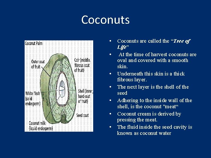 Coconuts • • Coconuts are called the “Tree of Life” At the time of