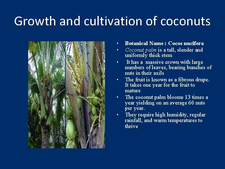 Growth and cultivation of coconuts • • • Botanical Name : Cocos nucifera Coconut