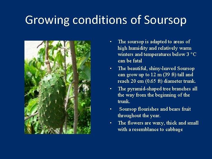 Growing conditions of Soursop • • • The soursop is adapted to areas of
