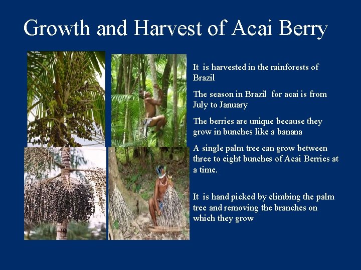 Growth and Harvest of Acai Berry It is harvested in the rainforests of Brazil