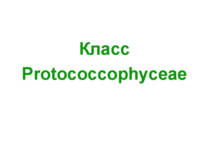 Класс Protococcophyceae 