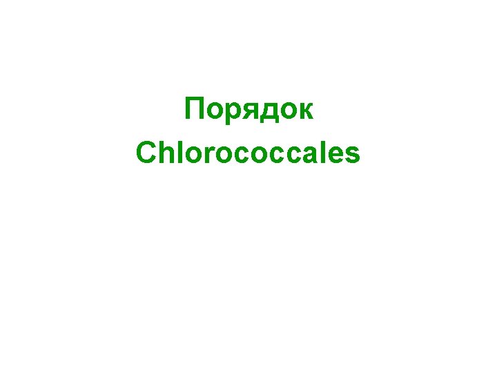 Порядок Chlorococcales 