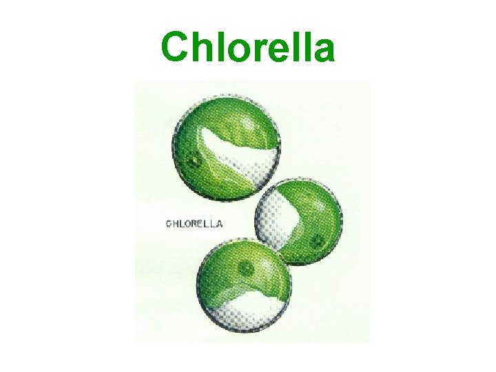 Chlorella 