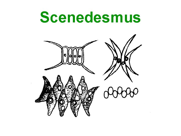 Scenedesmus 