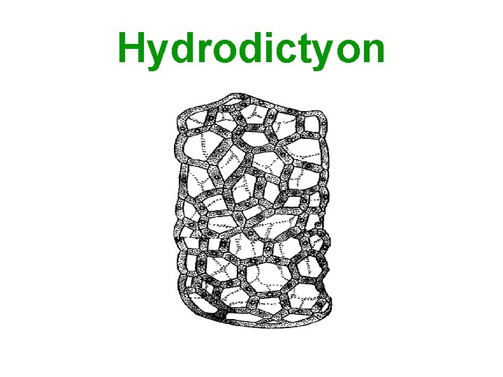 Hydrodictyon 