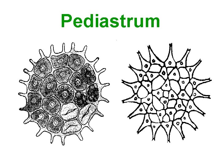 Pediastrum 