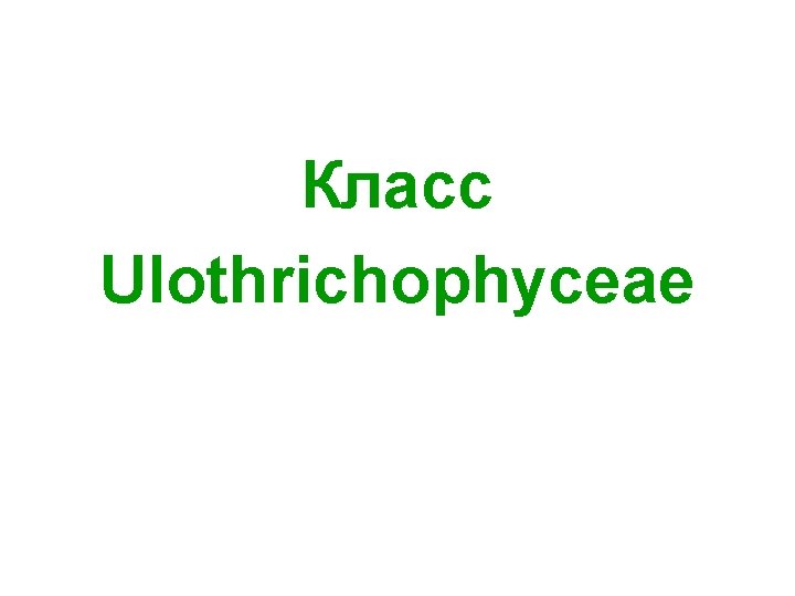 Класс Ulothrichophyceae 