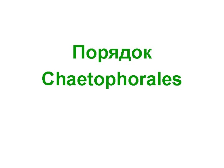 Порядок Chaetophorales 