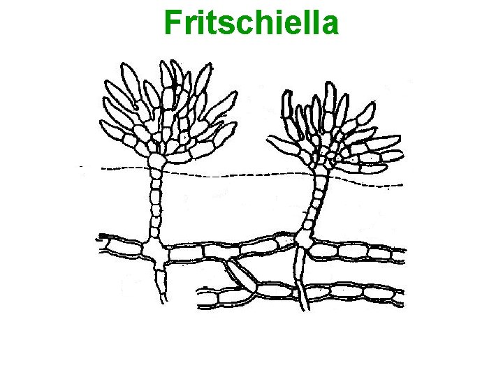 Fritschiella 