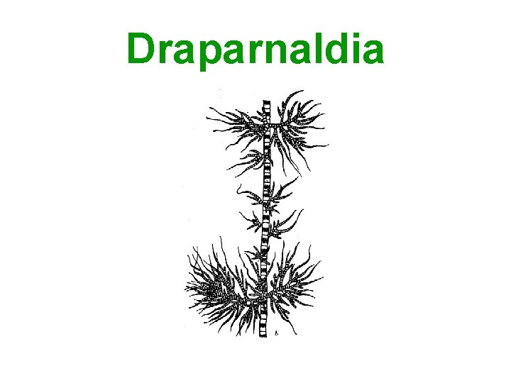 Draparnaldia 