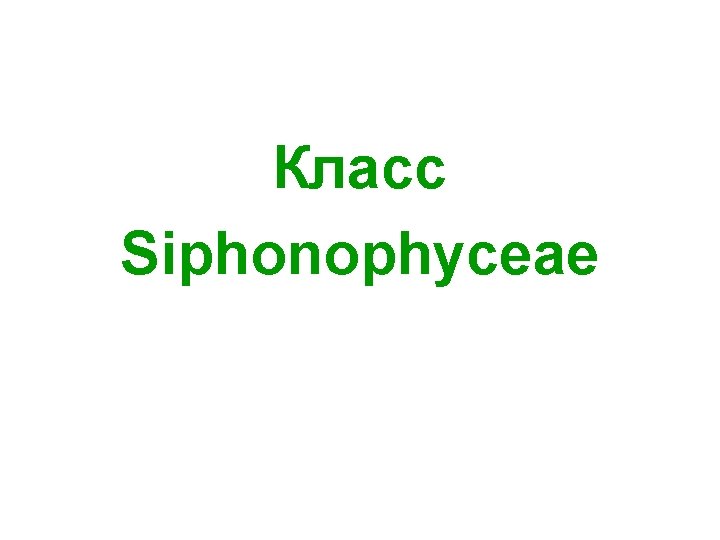 Класс Siphonophyceae 