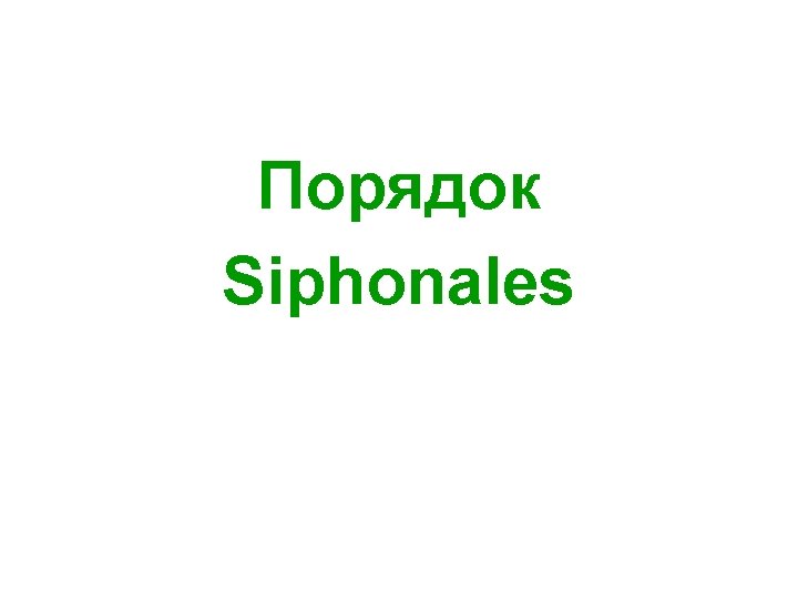 Порядок Siphonales 