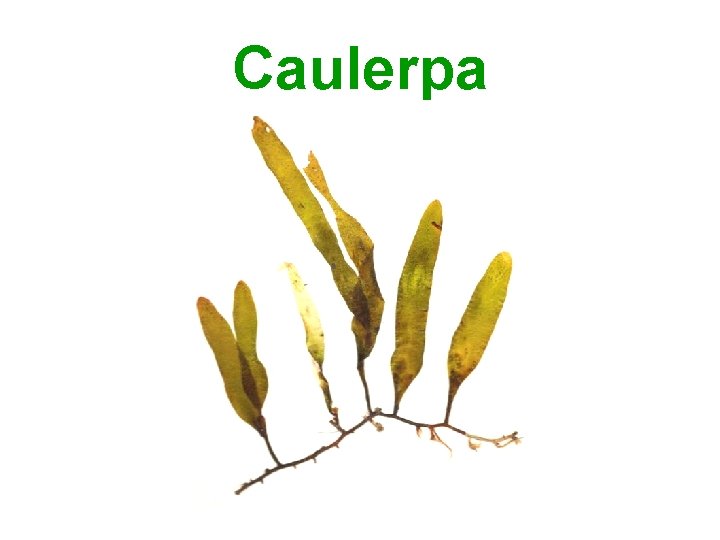 Caulerpa 