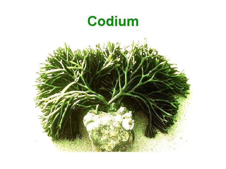 Codium 