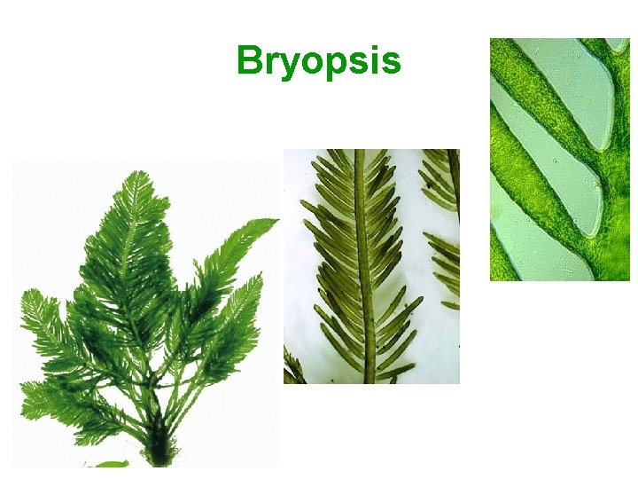 Bryopsis 