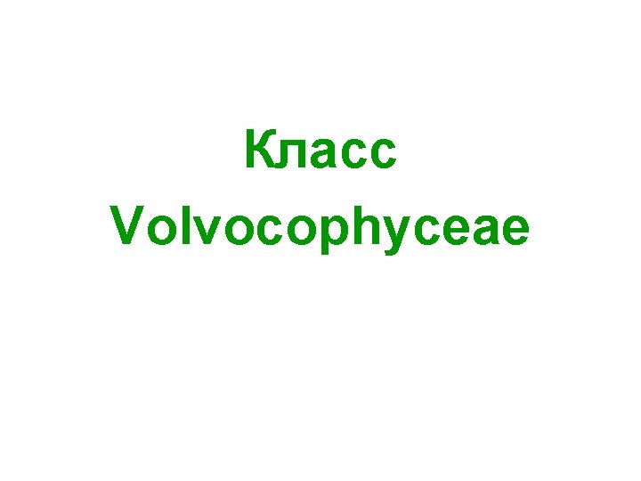 Класс Volvocophyceae 