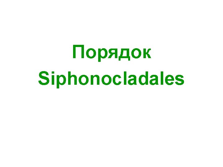 Порядок Siphonocladales 