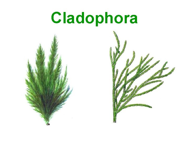 Cladophora 