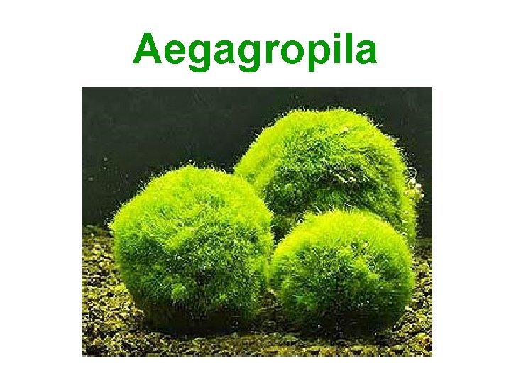 Aegagropila 