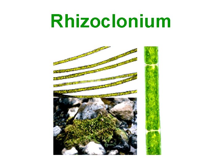 Rhizoclonium 