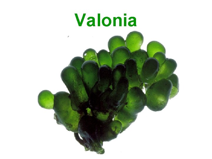 Valonia 