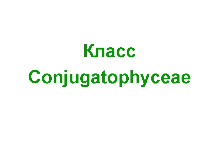 Класс Сonjugatophyceae 