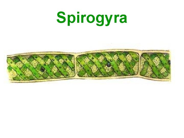 Spirogyra 