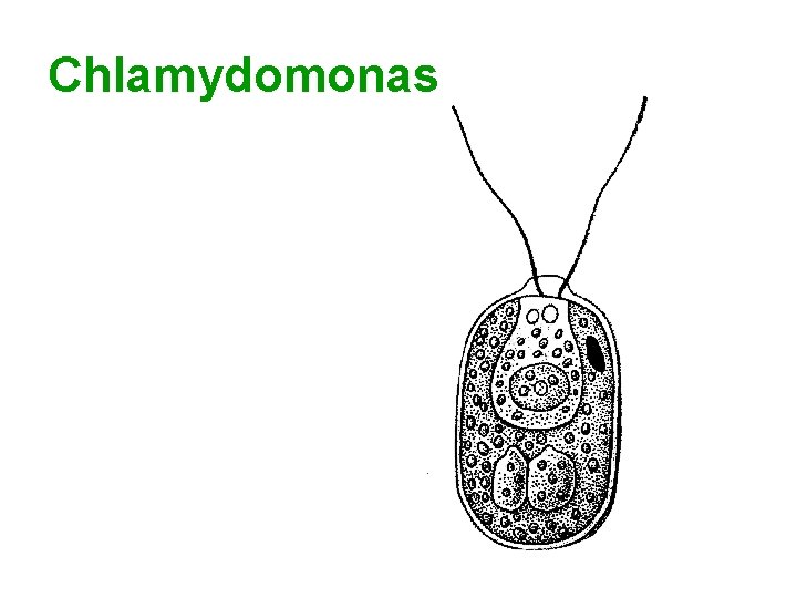 Сhlamydomonas 