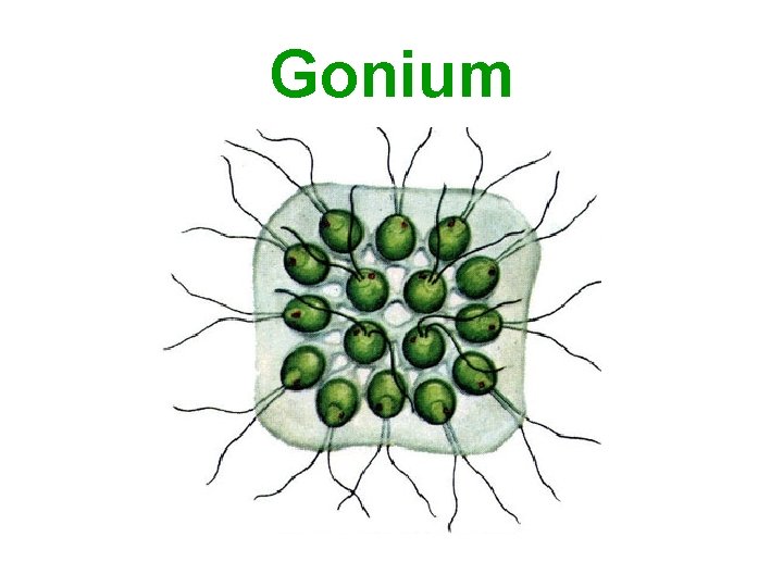 Gonium 