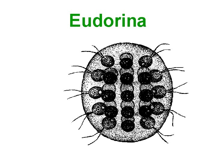 Eudorina 