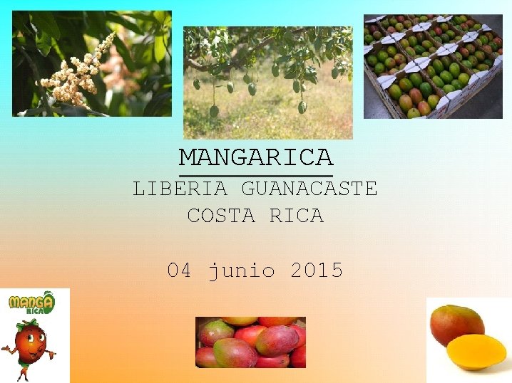 MANGARICA LIBERIA GUANACASTE COSTA RICA 04 junio 2015 