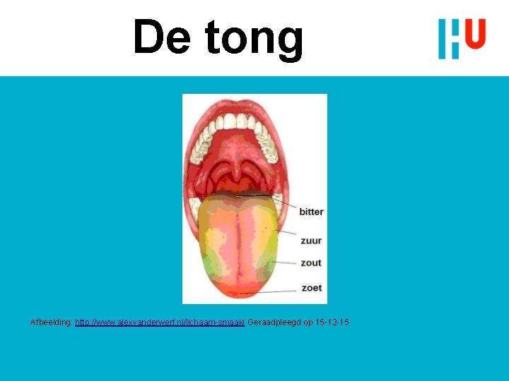 De tong Afbeelding: http: //www. alexvanderwerf. nl/lichaam-smaak/ Geraadpleegd op 15 -12 -15 De tong Afbeelding: http: //www. alexvanderwerf. nl/lichaam-smaak/ Geraadpleegd op 15 -12 -15