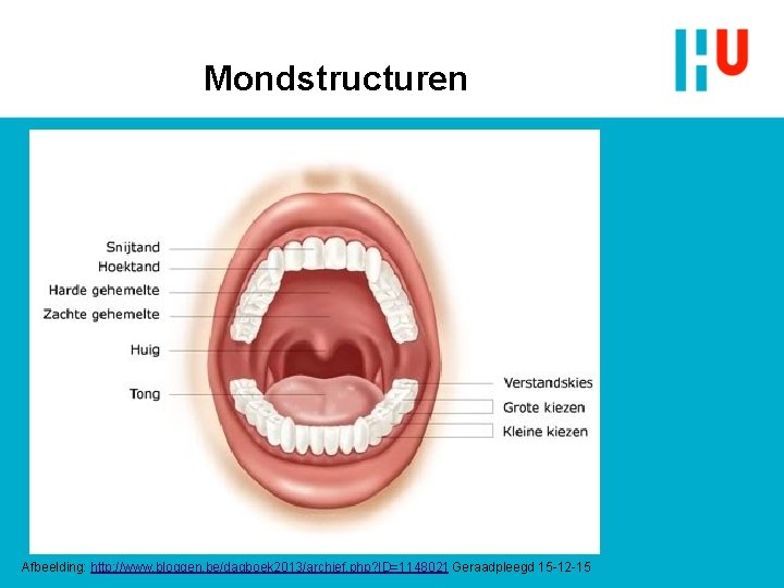 Mondstructuren Afbeelding: http: //www. bloggen. be/dagboek 2013/archief. php? ID=1148021 Geraadpleegd 15 -12 -15 Mondstructuren Afbeelding: http: //www. bloggen. be/dagboek 2013/archief. php? ID=1148021 Geraadpleegd 15 -12 -15