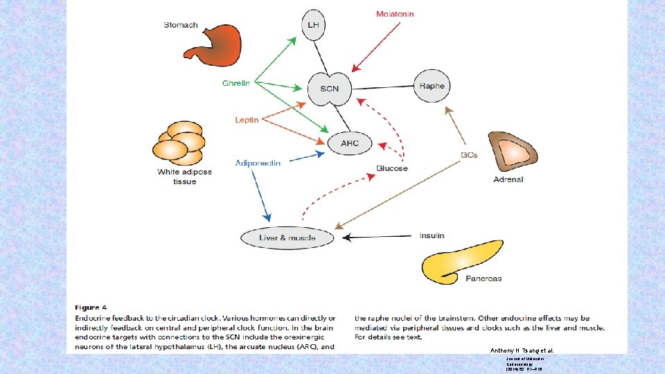 Anthony H Tsang et al. Journal of Molecular Endocrinology (2014) 52, R 1–R 16