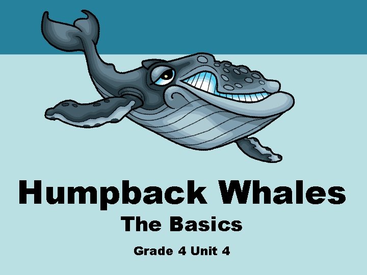 Humpback Whales The Basics Grade 4 Unit 4 
