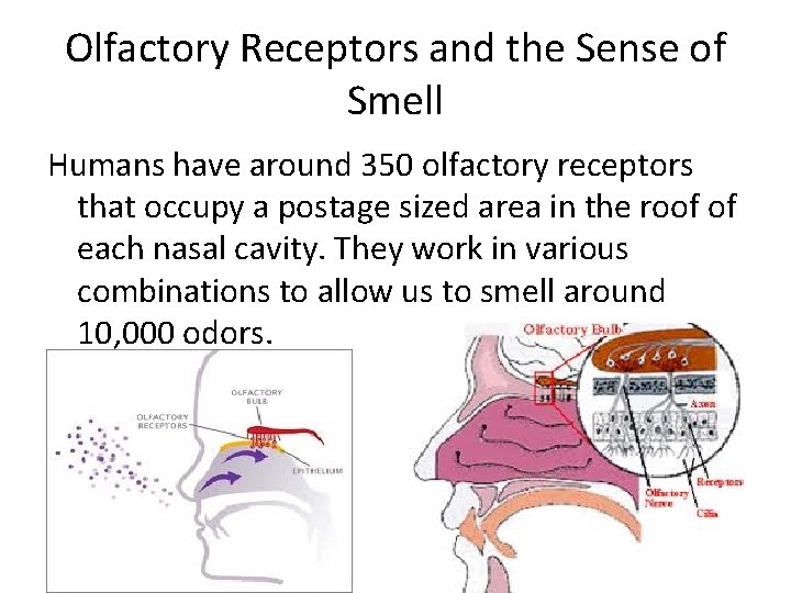 Olfactory Receptors and the Sense of Smell Humans have around 350 olfactory receptors that