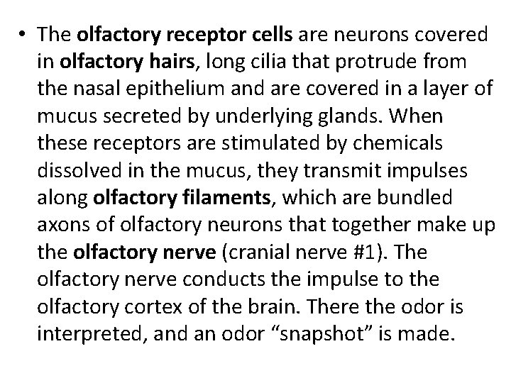  • The olfactory receptor cells are neurons covered in olfactory hairs, long cilia