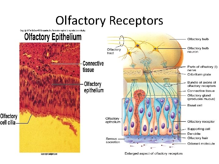Olfactory Receptors 