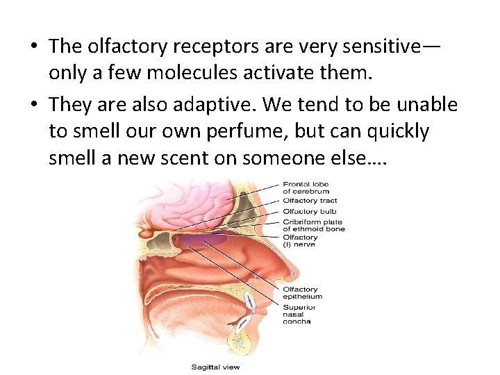  • The olfactory receptors are very sensitive— only a few molecules activate them.