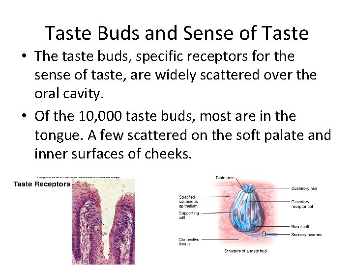 Taste Buds and Sense of Taste • The taste buds, specific receptors for the