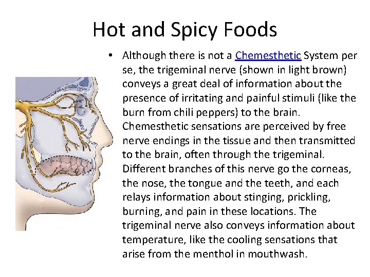 Hot and Spicy Foods • Although there is not a Chemesthetic System per se,