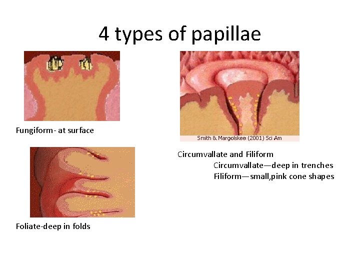 4 types of papillae Fungiform- at surface Circumvallate and Filiform Circumvallate—deep in trenches Filiform—small,