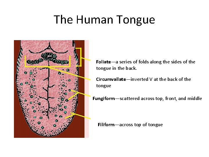 The Human Tongue Foliate—a series of folds along the sides of the tongue in