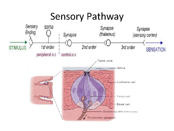 Sensory Pathway 